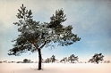 paysage 2_12_2010n04